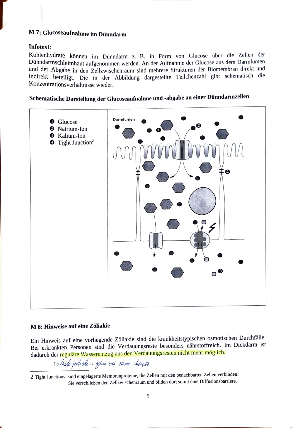 Documento da prova: Neurophysiologie & Verdauungssystem - 123B 2025